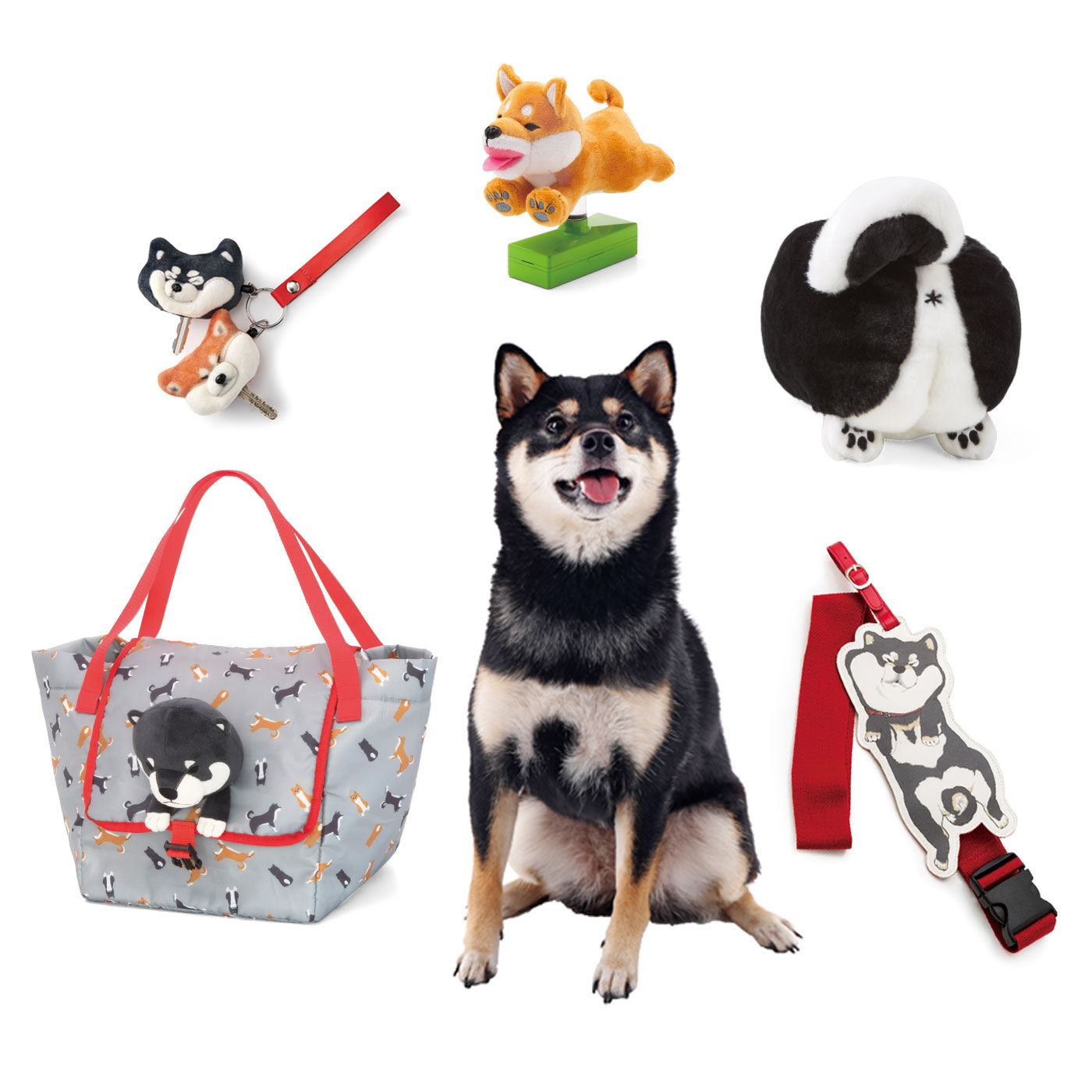 realstock [リアルストック]（Express BOX）|黒いの出ました！ 忠犬 SHIBA BLACK