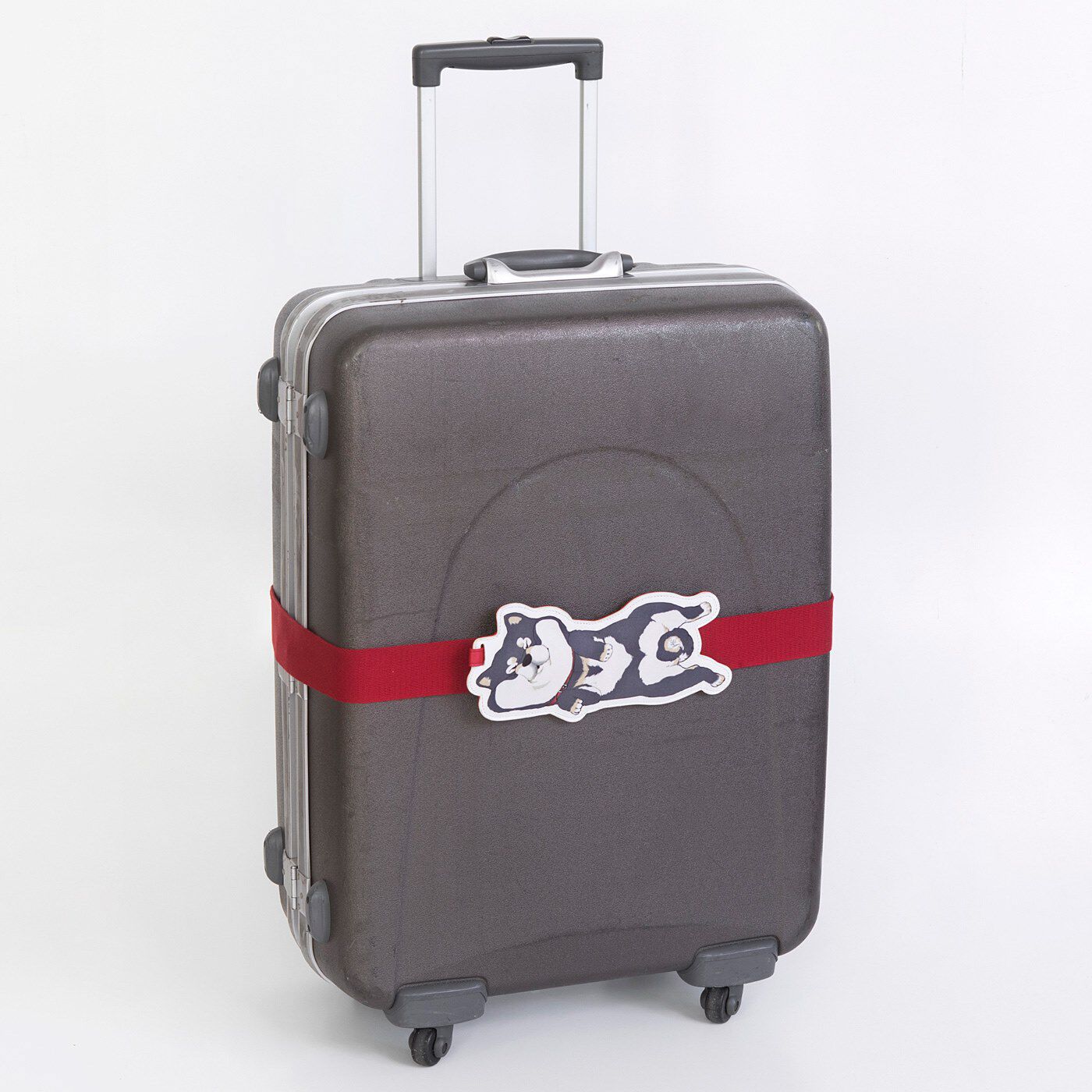 realstock [リアルストック]（Express BOX）|黒いの出ました！ 忠犬 SHIBA BLACK