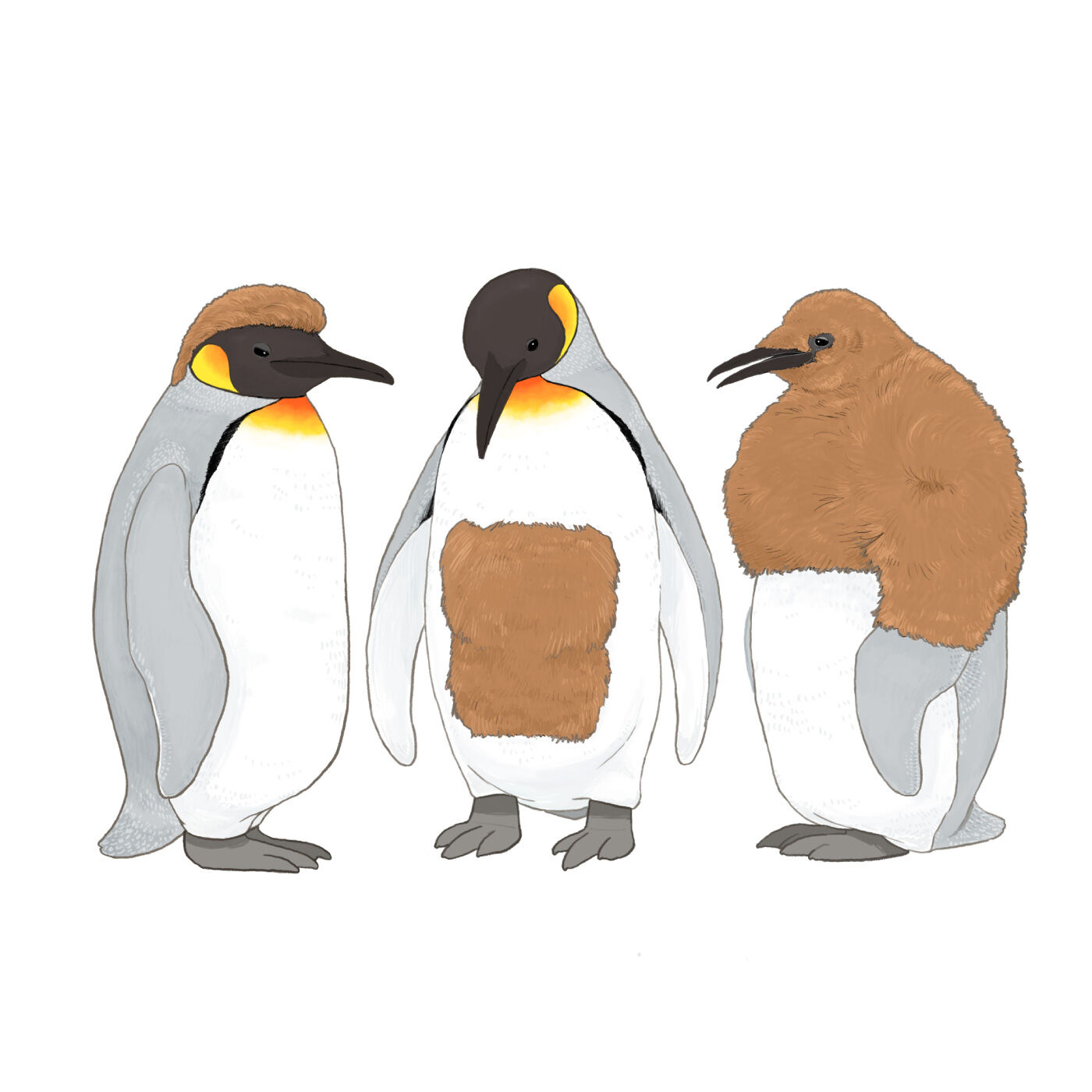 Real Stock|旭山動物園・ボルネオの森応援商品 YOU＋MORE！ オウサマペンギンの換羽期カーディガン〈ネイビー〉|オウサマペンギンのヒナが大人になる途中の「思春期ファッション」はさまざま。