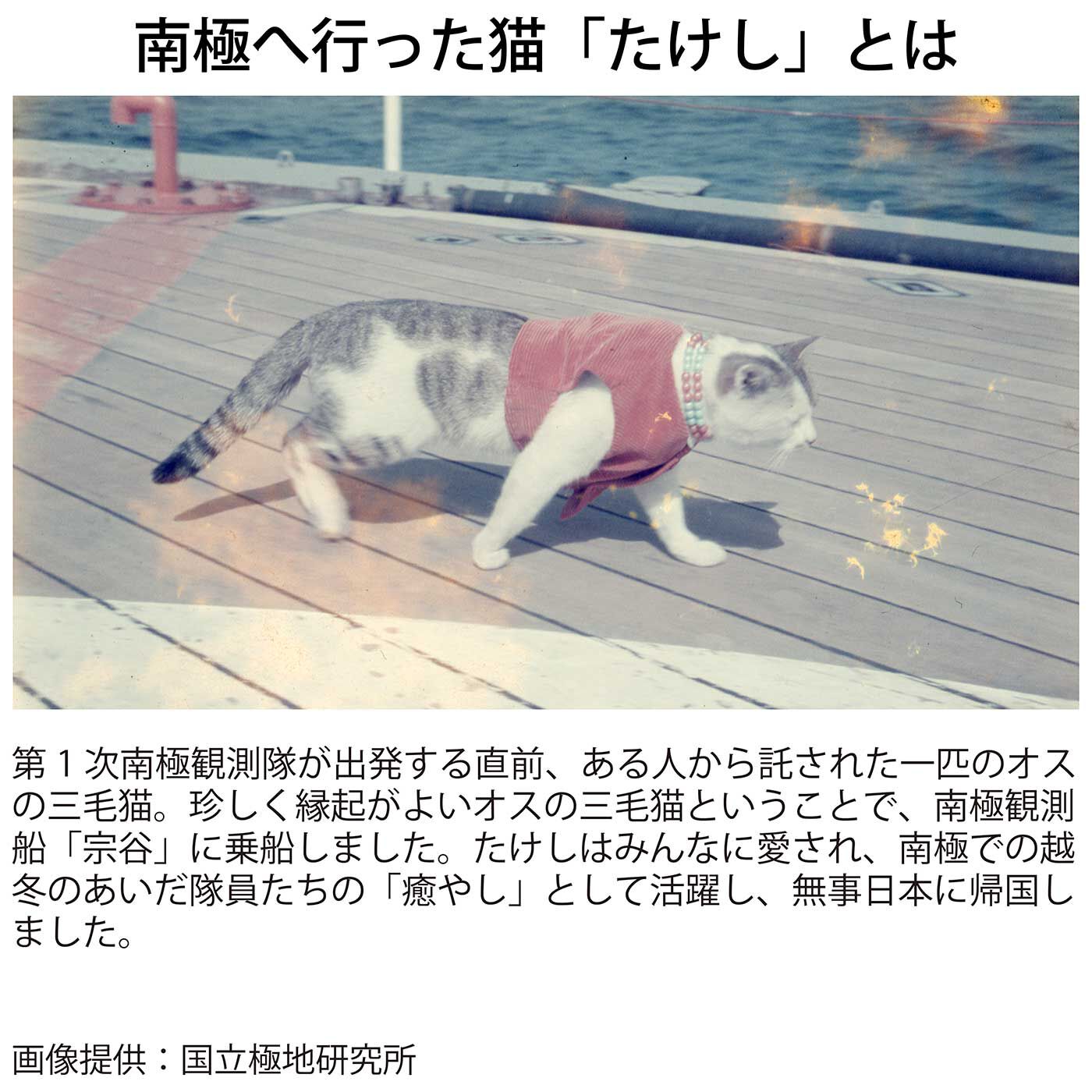 Real Stock|国立極地研究所×猫部　南極へ行った猫たけしの思い出Tシャツ