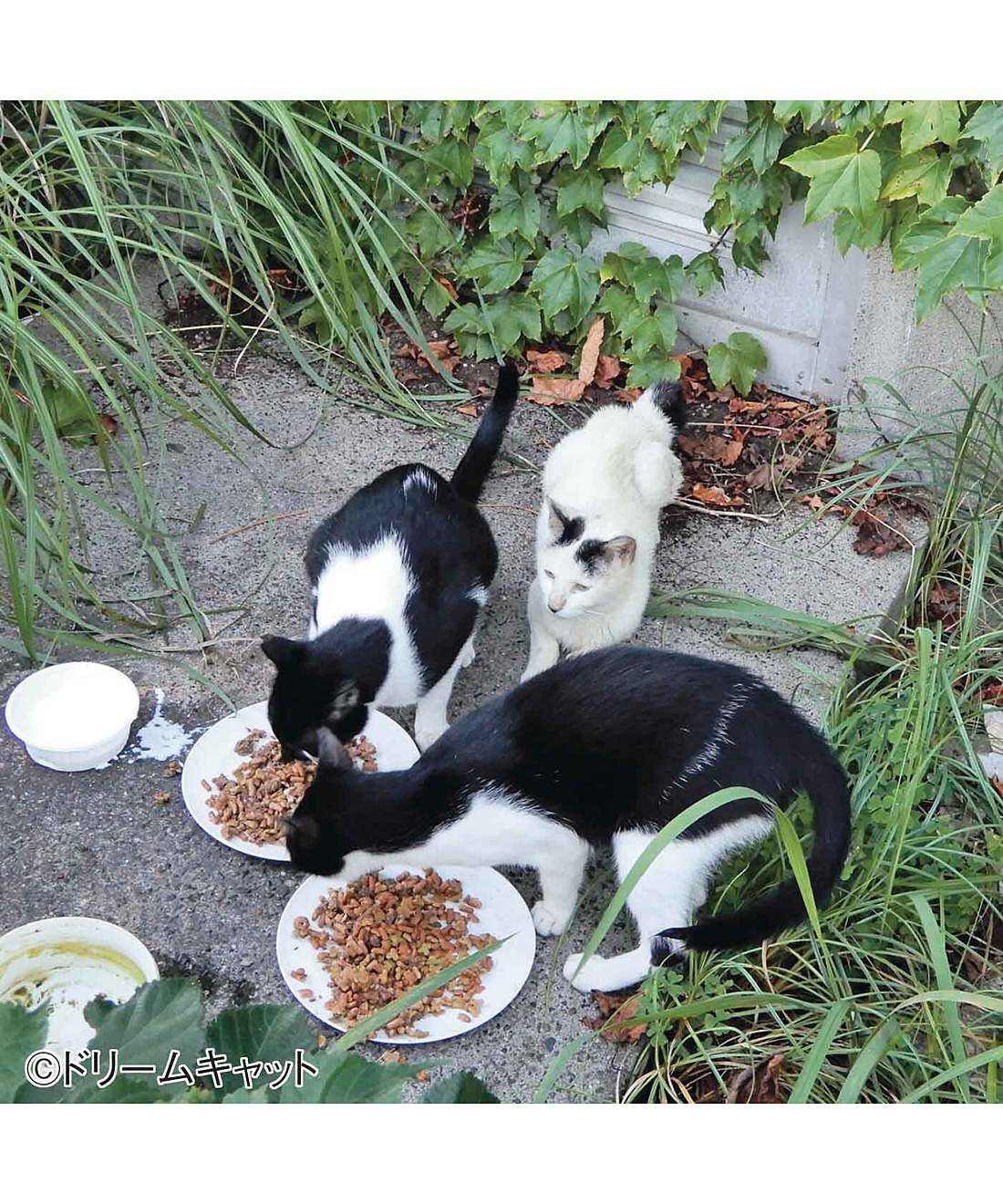 フェリシモメリー|動物たちの保護と飼い主探し支援 フェリシモメリー|動物たちの保護と飼い主探し支援