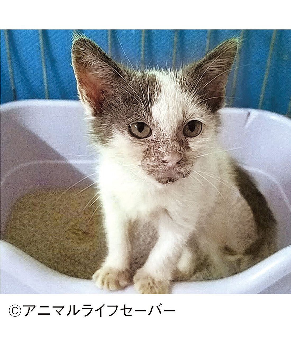 フェリシモメリー|動物たちの保護と飼い主探し支援 フェリシモメリー|動物たちの保護と飼い主探し支援