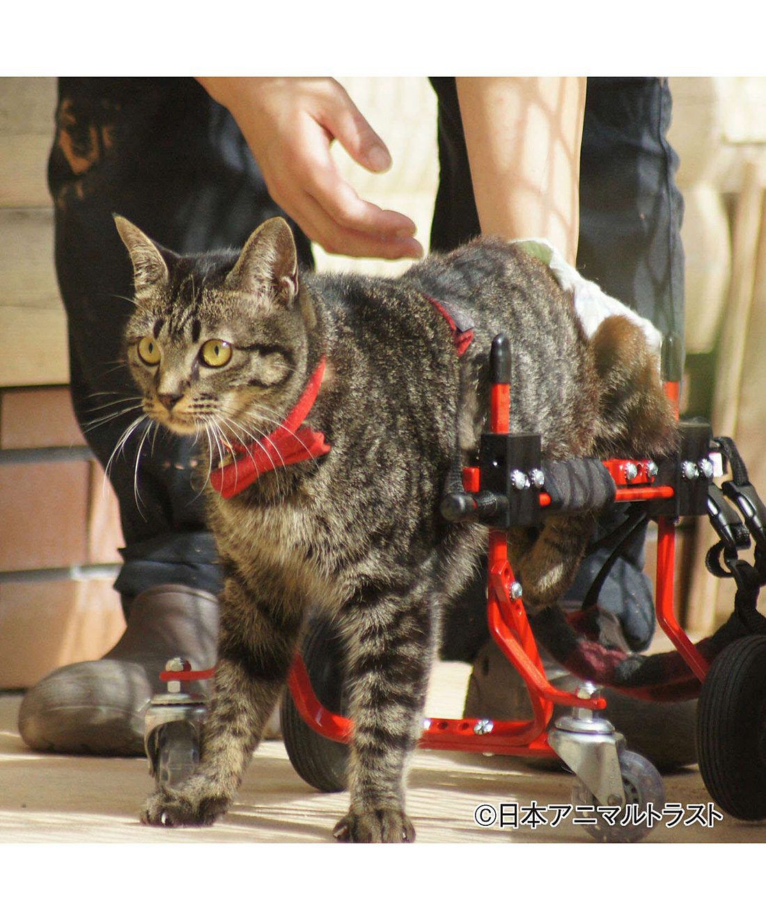 フェリシモメリー|動物たちの保護と飼い主探し支援 フェリシモメリー|動物たちの保護と飼い主探し支援