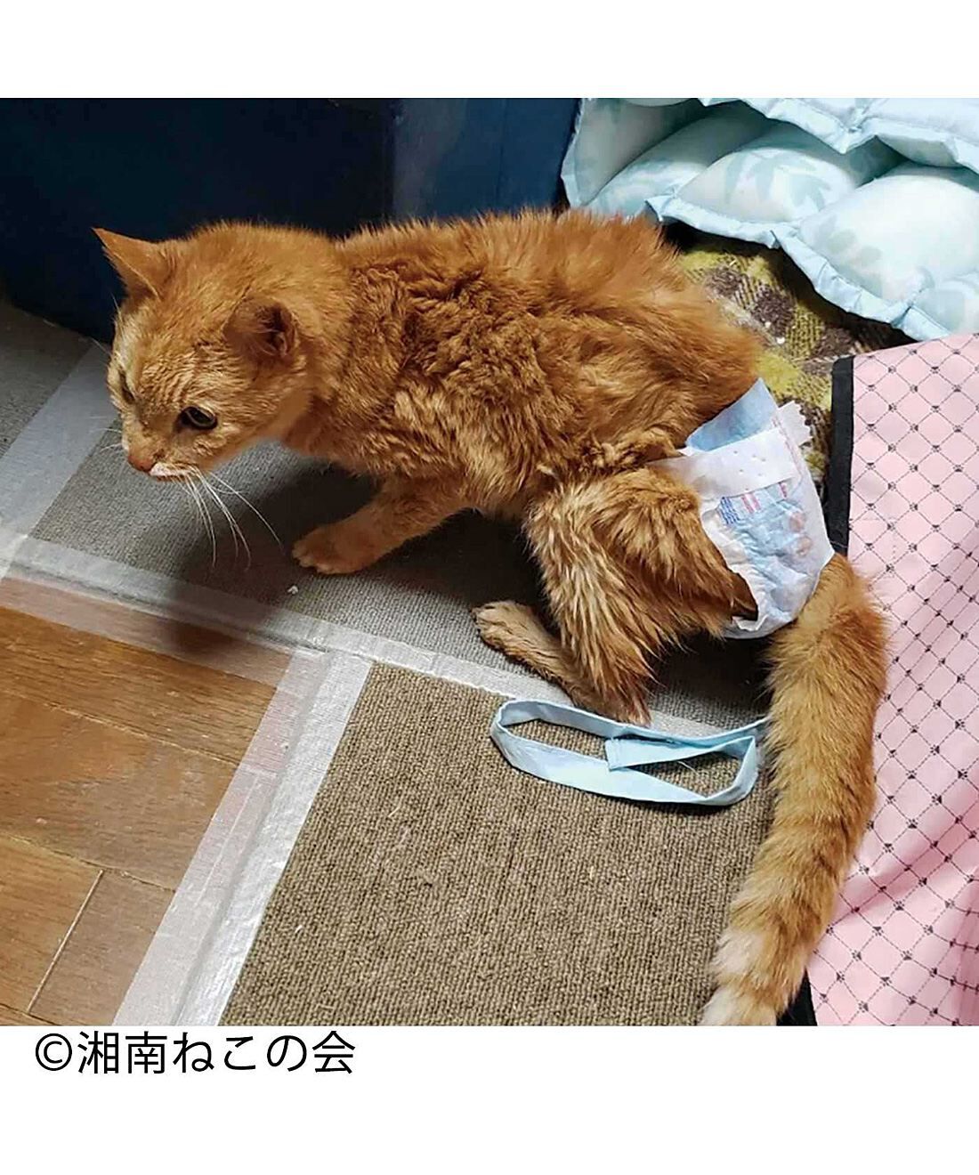 フェリシモメリー|動物たちの保護と飼い主探し支援 フェリシモメリー|動物たちの保護と飼い主探し支援