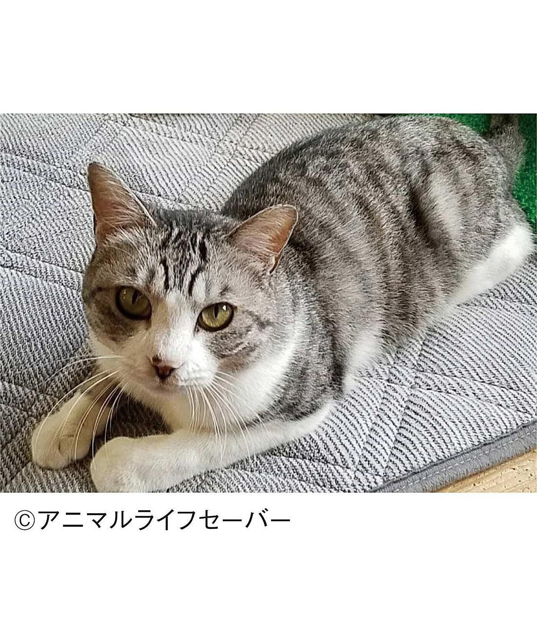 フェリシモメリー|動物たちの保護と飼い主探し支援 フェリシモメリー|動物たちの保護と飼い主探し支援