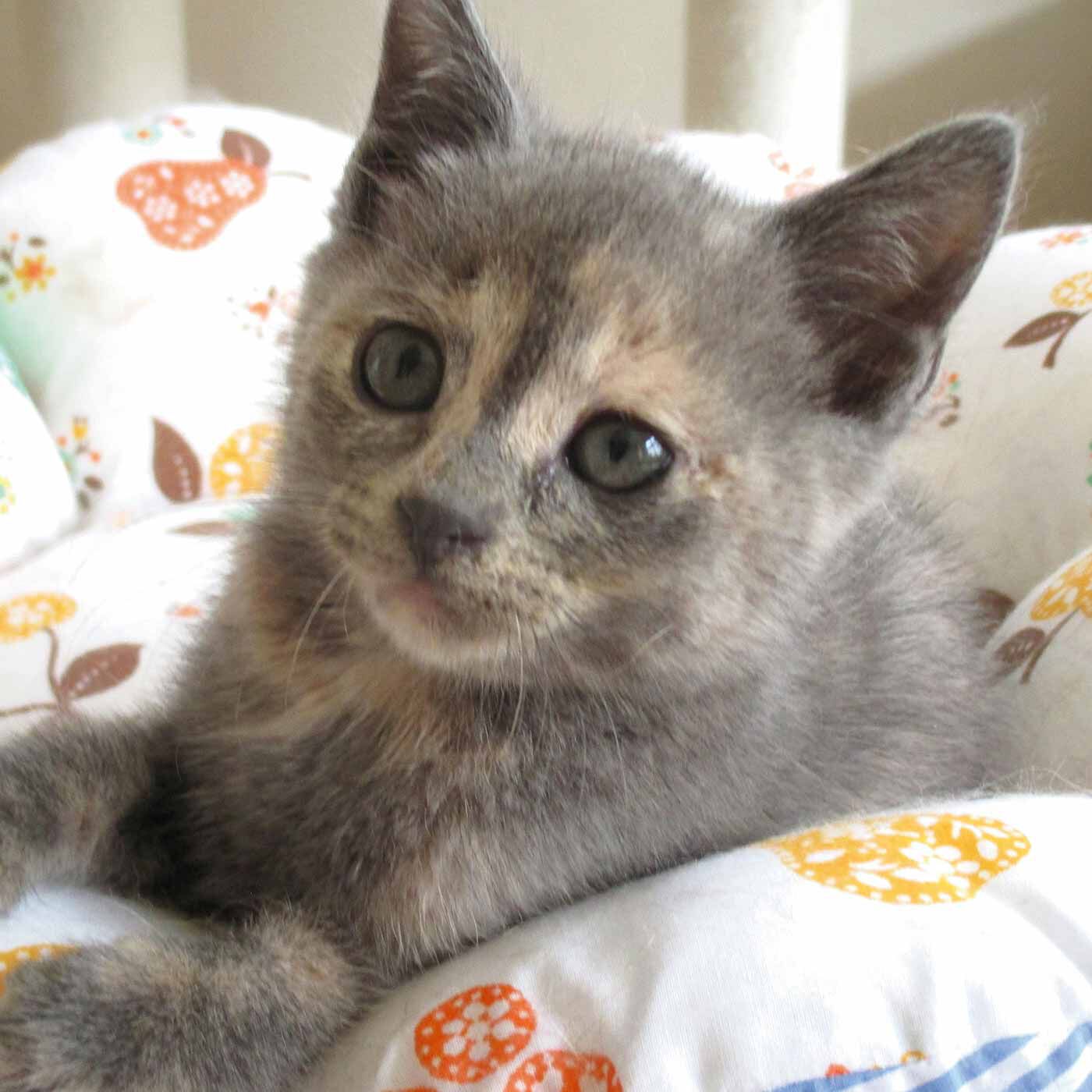 フェリシモメリー|動物たちの保護と飼い主探し支援|（C）にゃんぽみち