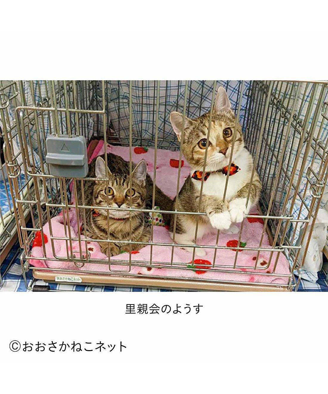 フェリシモメリー|動物たちの保護と飼い主探し支援 フェリシモメリー|動物たちの保護と飼い主探し支援