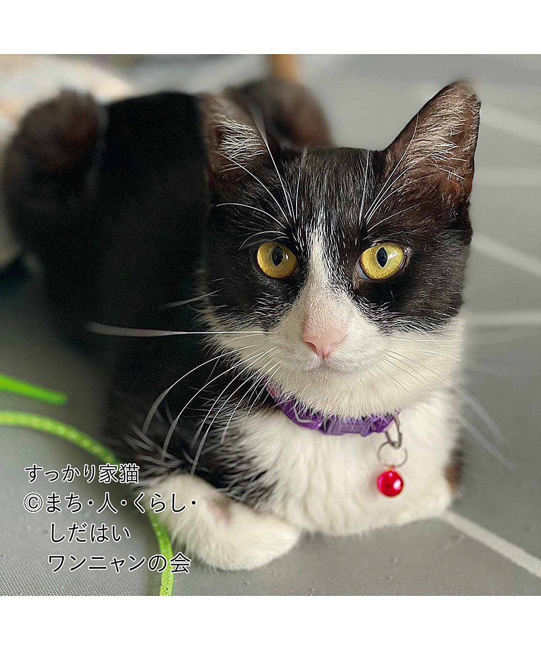 フェリシモメリー|動物たちの保護と飼い主探し支援|すっかり家猫 フェリシモメリー|動物たちの保護と飼い主探し支援|すっかり家猫