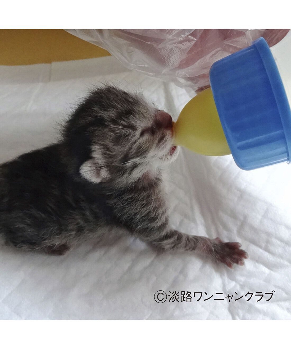 フェリシモメリー|動物たちの保護と飼い主探し支援 フェリシモメリー|動物たちの保護と飼い主探し支援