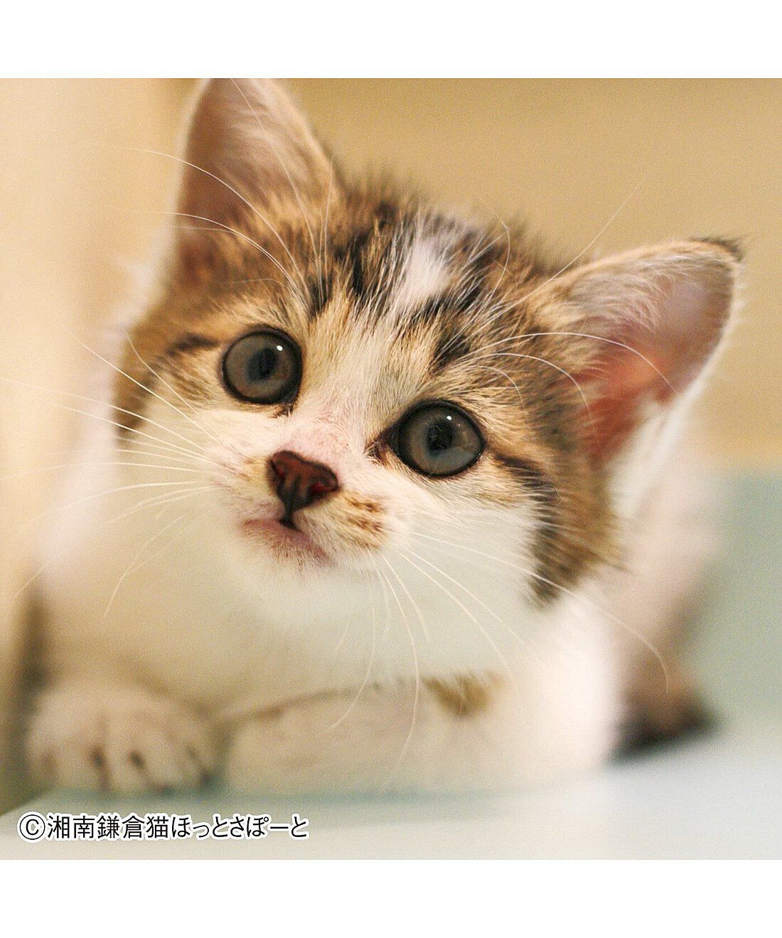 フェリシモメリー|動物たちの保護と飼い主探し支援 フェリシモメリー|動物たちの保護と飼い主探し支援