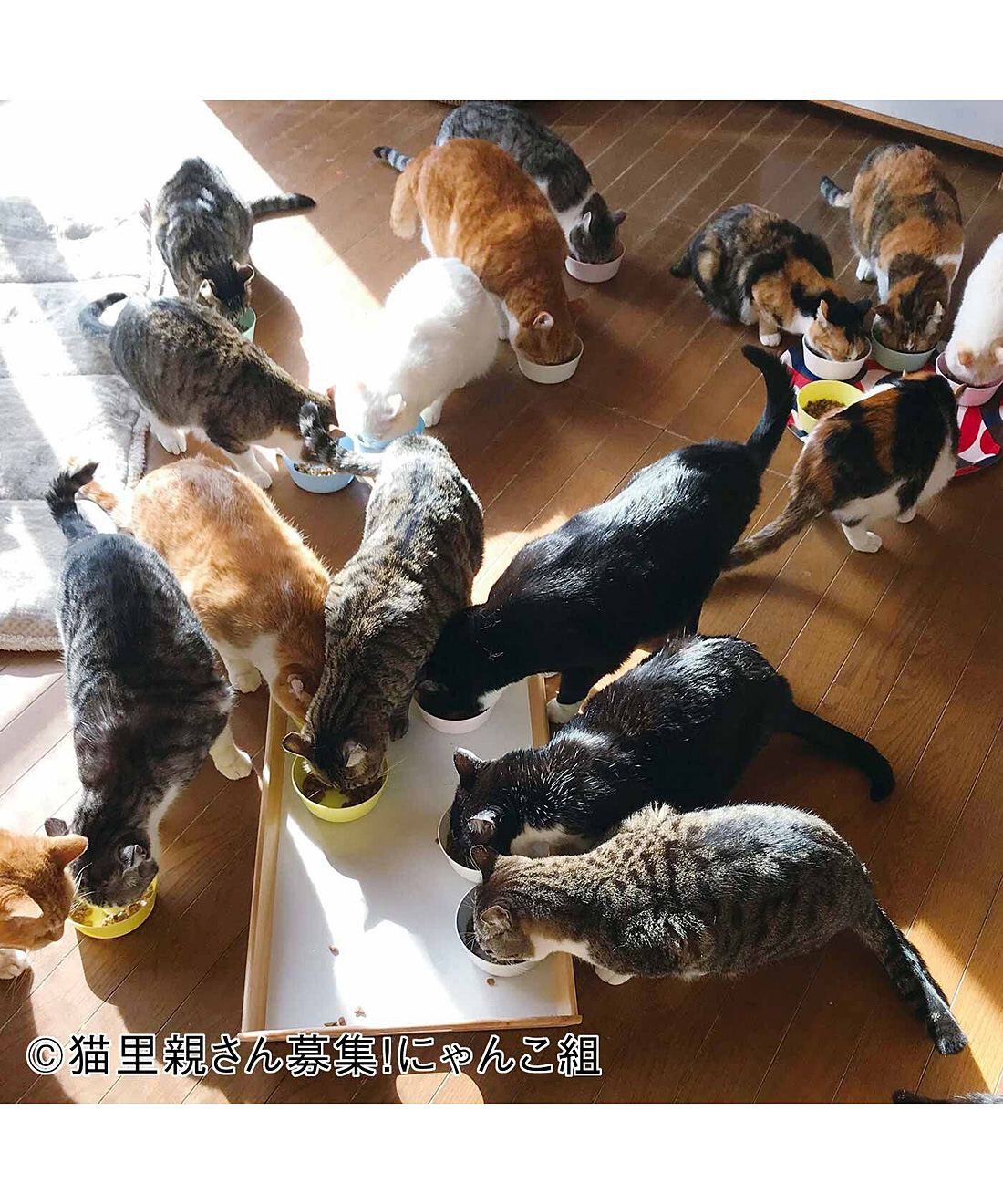 フェリシモメリー|動物たちの保護と飼い主探し支援 フェリシモメリー|動物たちの保護と飼い主探し支援