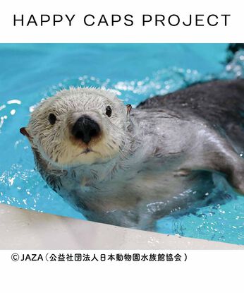 フェリシモコレクション | HAPPY　CAPS基金野生動物の保全活動支援