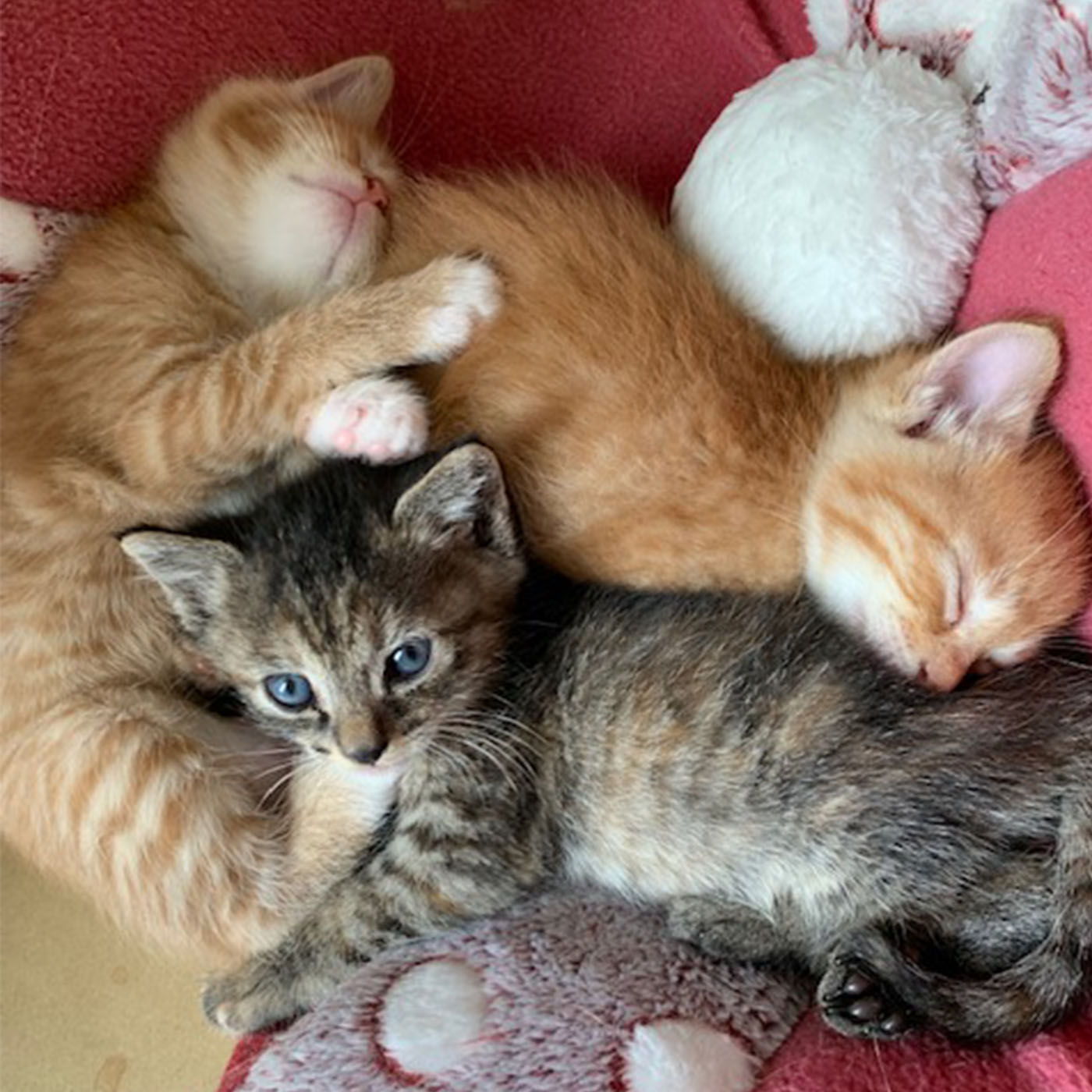 猫部|フェリシモ　わんにゃん基金|山口ひかりTNR実行委員会