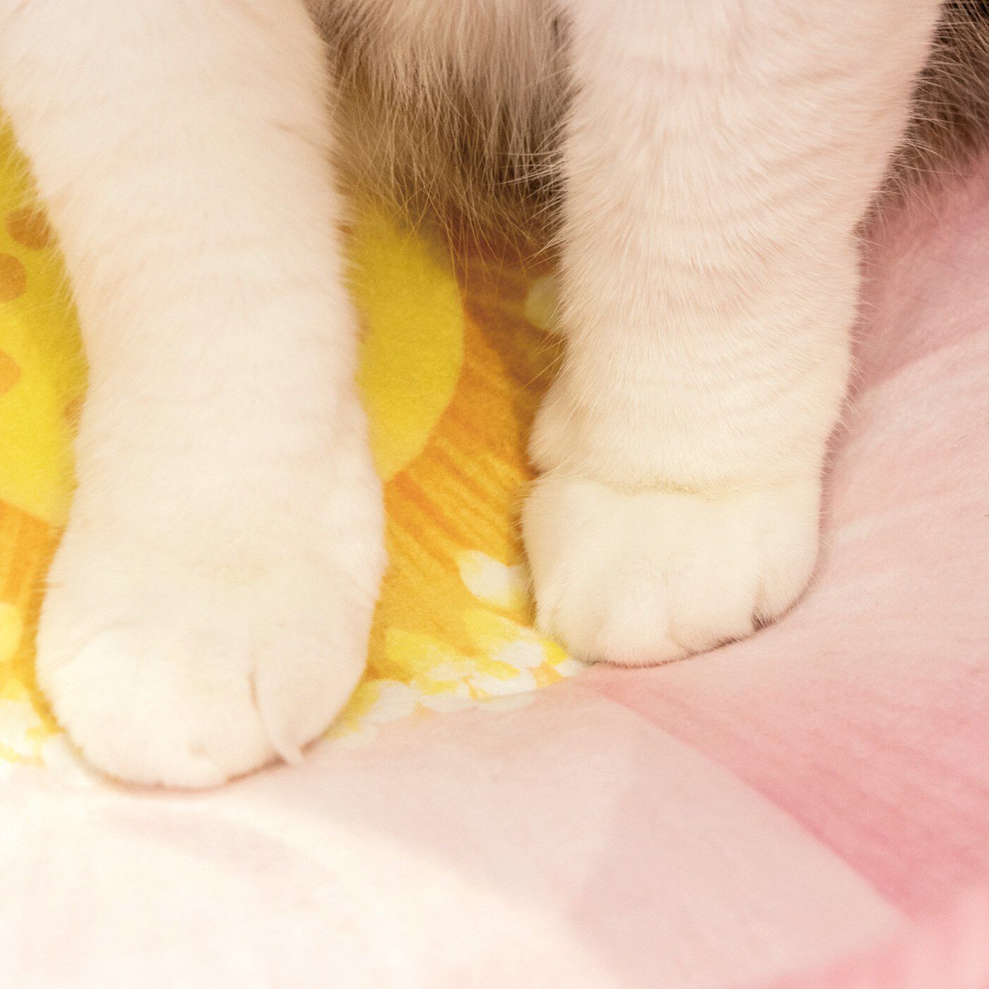 猫部|おてらぶコラボ　尊い猫さまを拝もう　蓮の花にゃんこクッション|ふかふかなのでフミフミもはかどりそう。