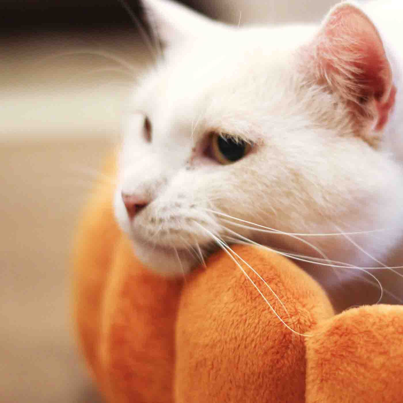 猫部|フルーツタルトの具になってスヤァ　スイーツにゃんこクッション|タルトのカップは、あごをのせてくつろぎやすい高さに設計。波形があごにジャストフィット！