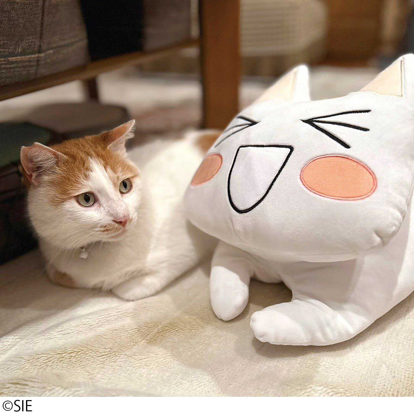猫部|どこでもいっしょ×猫部　トロたちのもちもちクッションの会|ご自宅の猫さんの相棒にも◎