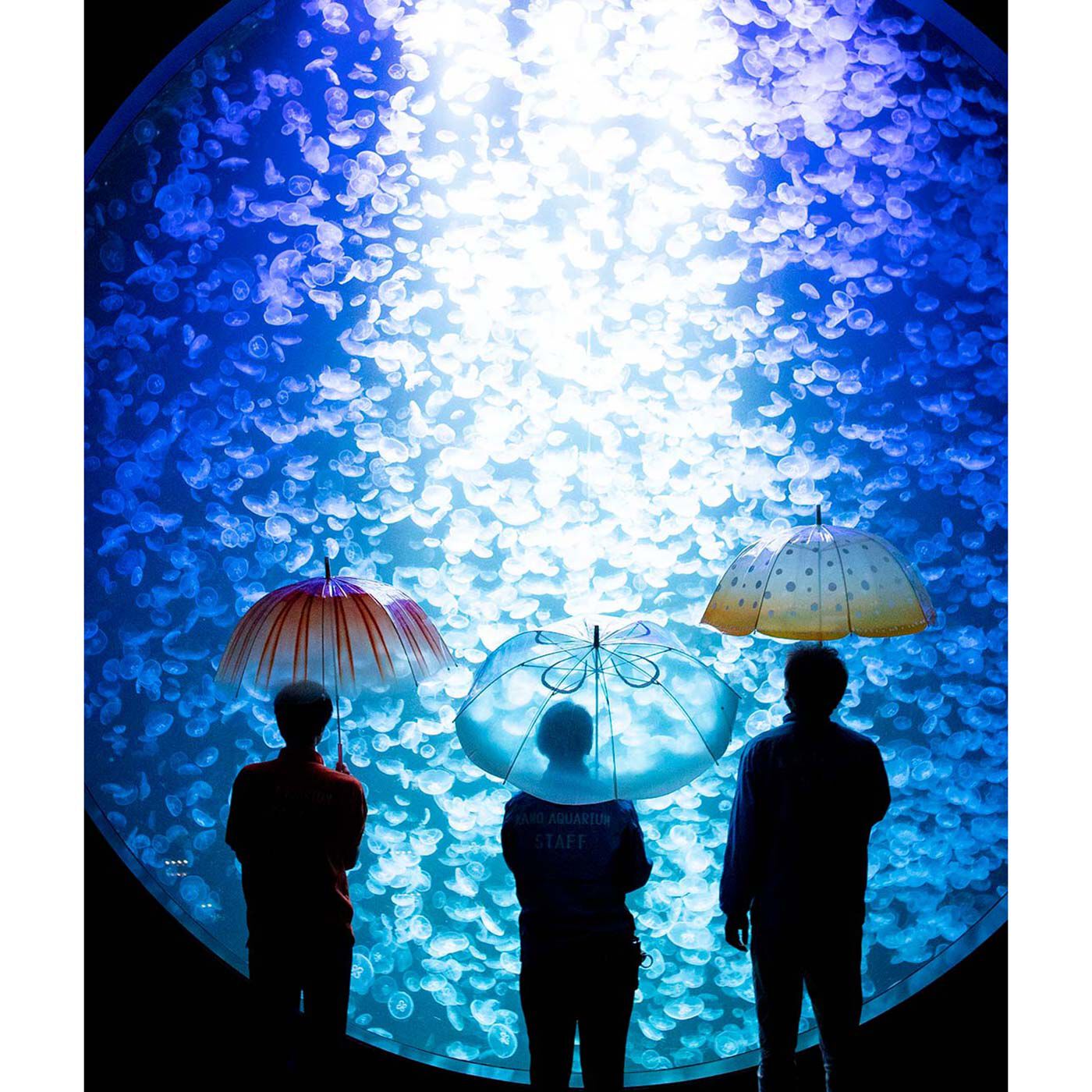 YOU+MORE!|YOU+MORE!　雨空を泳ぐ　ミズクラゲの傘|撮影は加茂水族館が開発した水槽、有名な“クラゲドリームシアター”前。直径5メートルの水槽には1万匹のクラゲたちが！　圧巻の美しさです。これほどの数のきれいなクラゲたちがいる水族館はほかにはない！　きちんと水槽で保てるようになったのは数年前だとか。楽しみながら研究を重ねてきた賜物です。