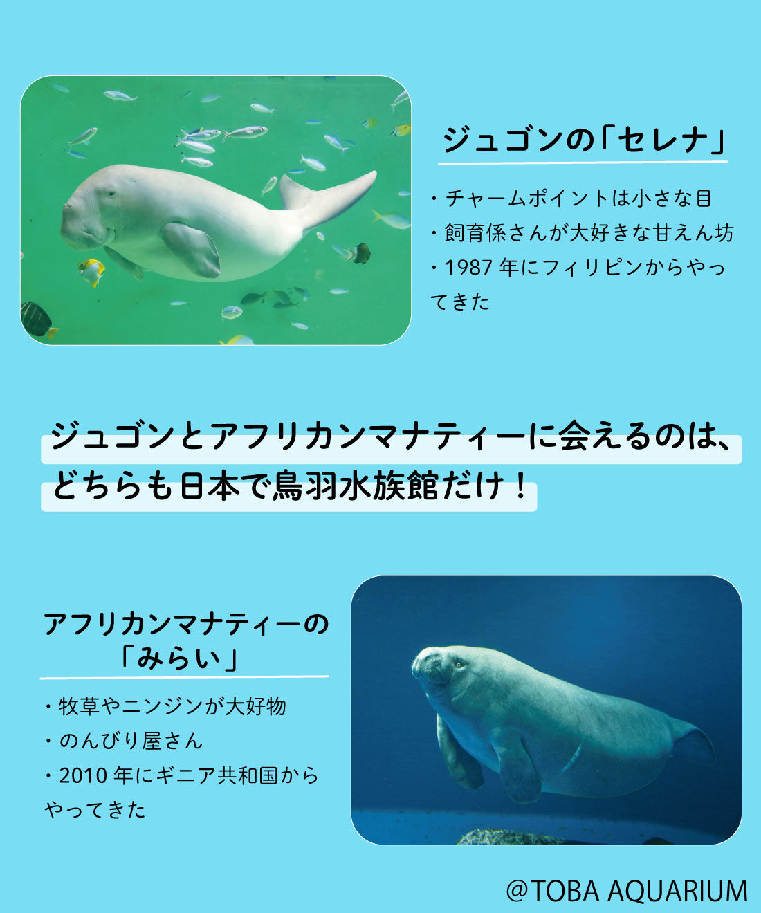 YOU+MORE!|YOU＋MORE!　ジュゴンとマナティーのなかよしマスコットセット