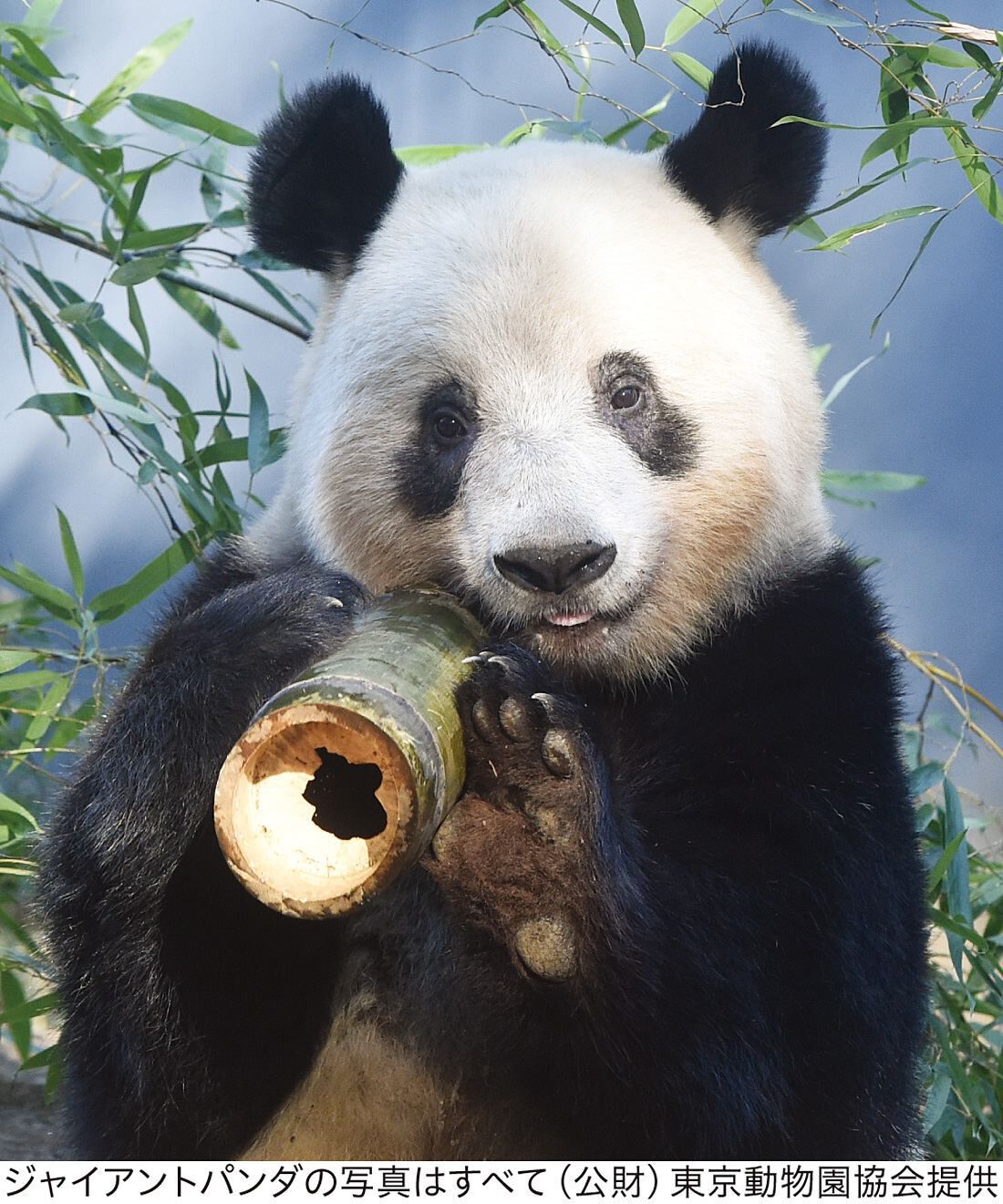 YOU+MORE!|YOU＋MORE!　パンダ３きょうだい　シャンシャン・シャオシャオ・レイレイののんびりポーチの会|シャンシャン（香香）　2017年に生まれた女の子。花開く明るいイメージから名付けられており、その名の通り愛らしい性格。パンダ界のアイドルとも呼ばれるほど大人気で、誕生日ともなると毎年約4時間以上の待機列ができるほど。中国に返還された今も、日本で長く愛されている存在です。