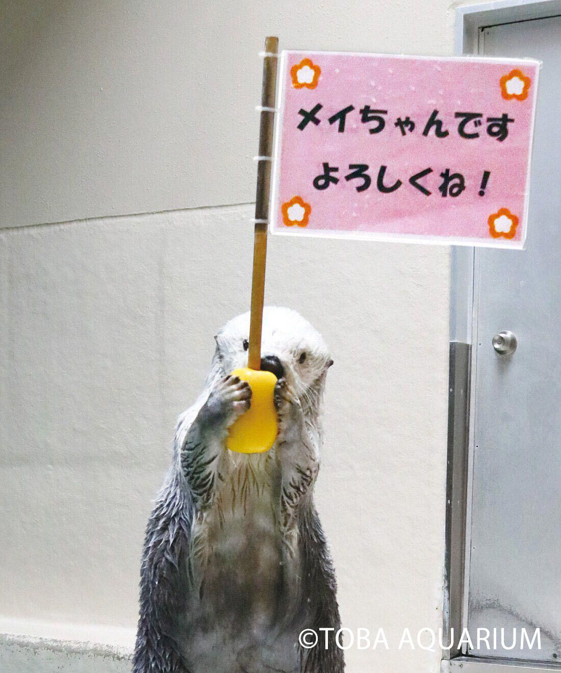 YOU+MORE!|YOU＋MORE!　ラッコのメイちゃん・キラちゃん　ふわふわマスコットの会|こちらを再現
