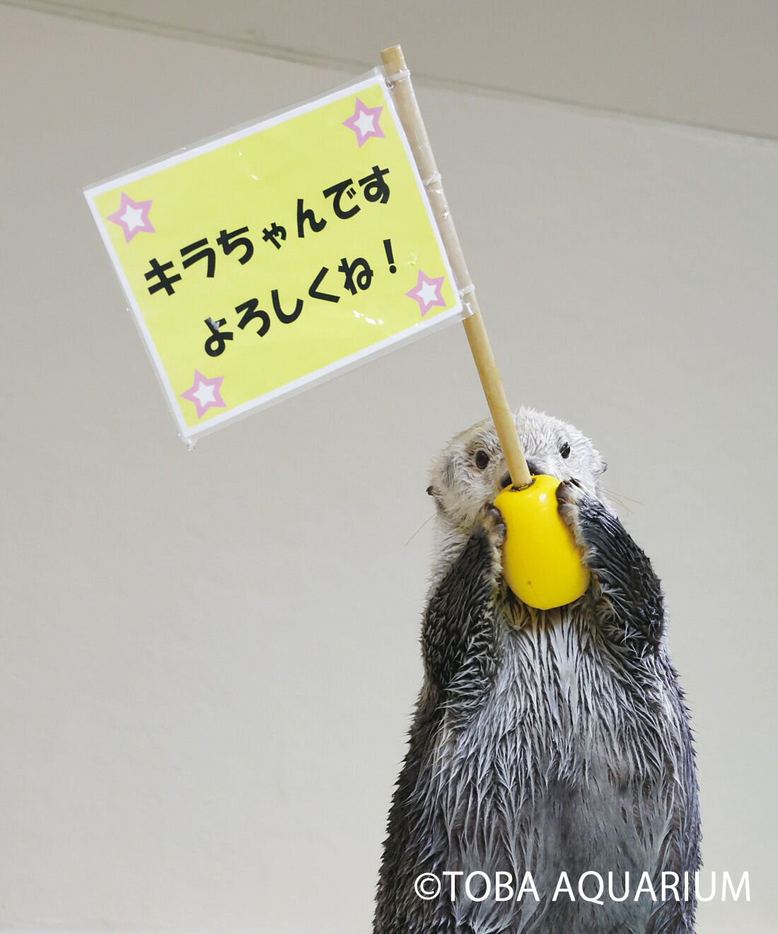 YOU+MORE!|YOU＋MORE!　ラッコのメイちゃん・キラちゃん　ふわふわマスコットの会|こちらを再現