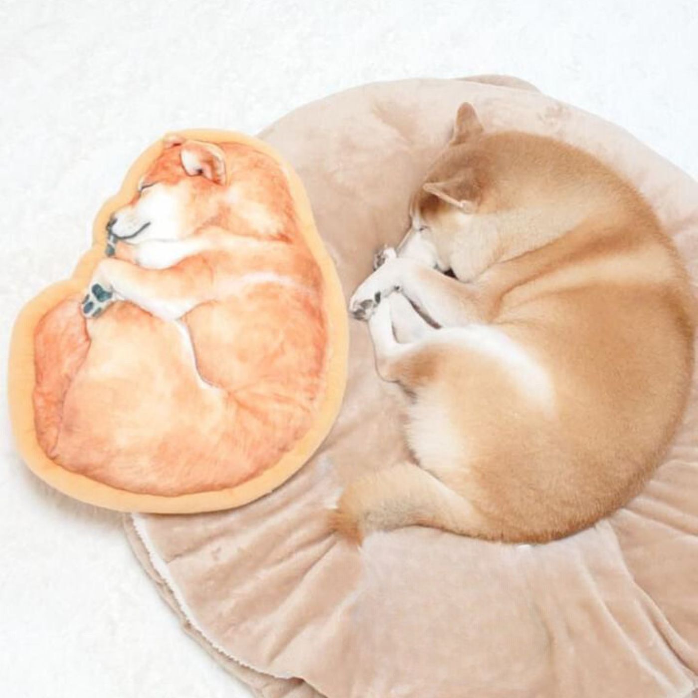 YOU+MORE!|YOU＋MORE!　あったかイーヌ　柴犬クッションケース|〈画像提供：Instagram @shiba-charmyさま〉