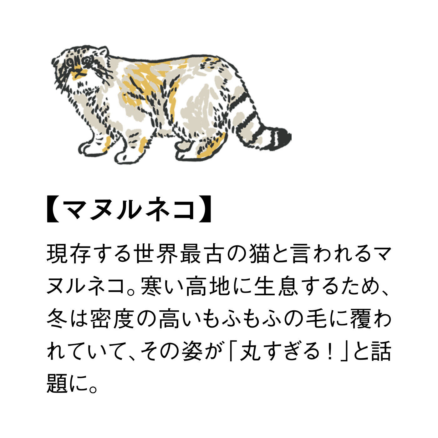 YOU＋MORE！［ユーモア］|YOU＋MORE!　丸すぎる世界最古の猫 マヌルネコもっちり手乗りポーチ