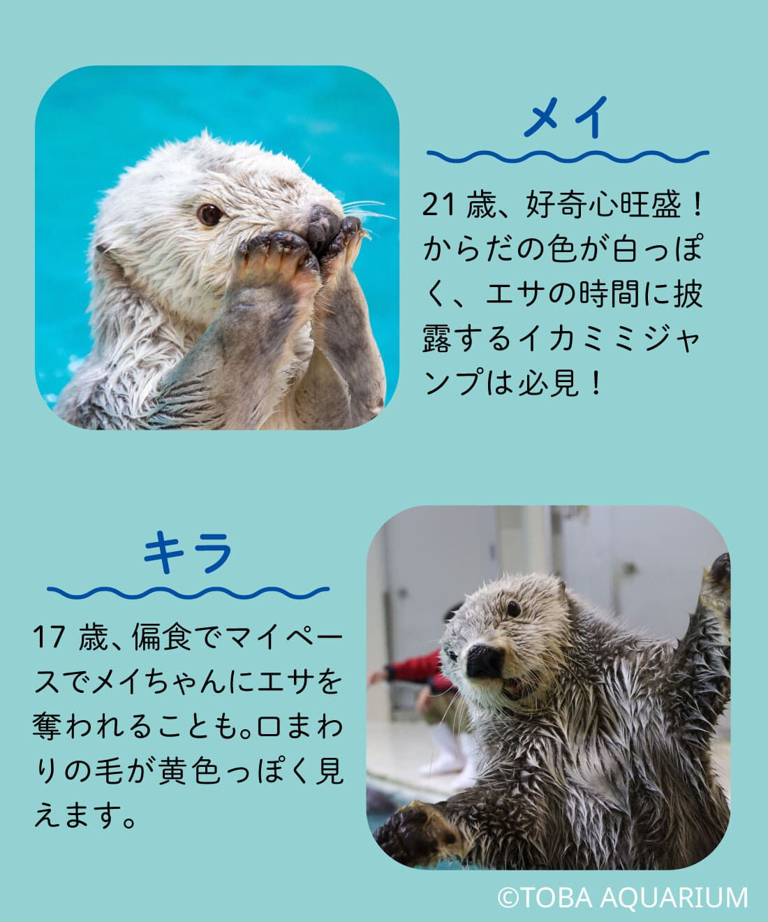 YOU+MORE!|YOU＋MORE!　ラッコのメイちゃん・キラちゃん　ふわふわマスコットの会