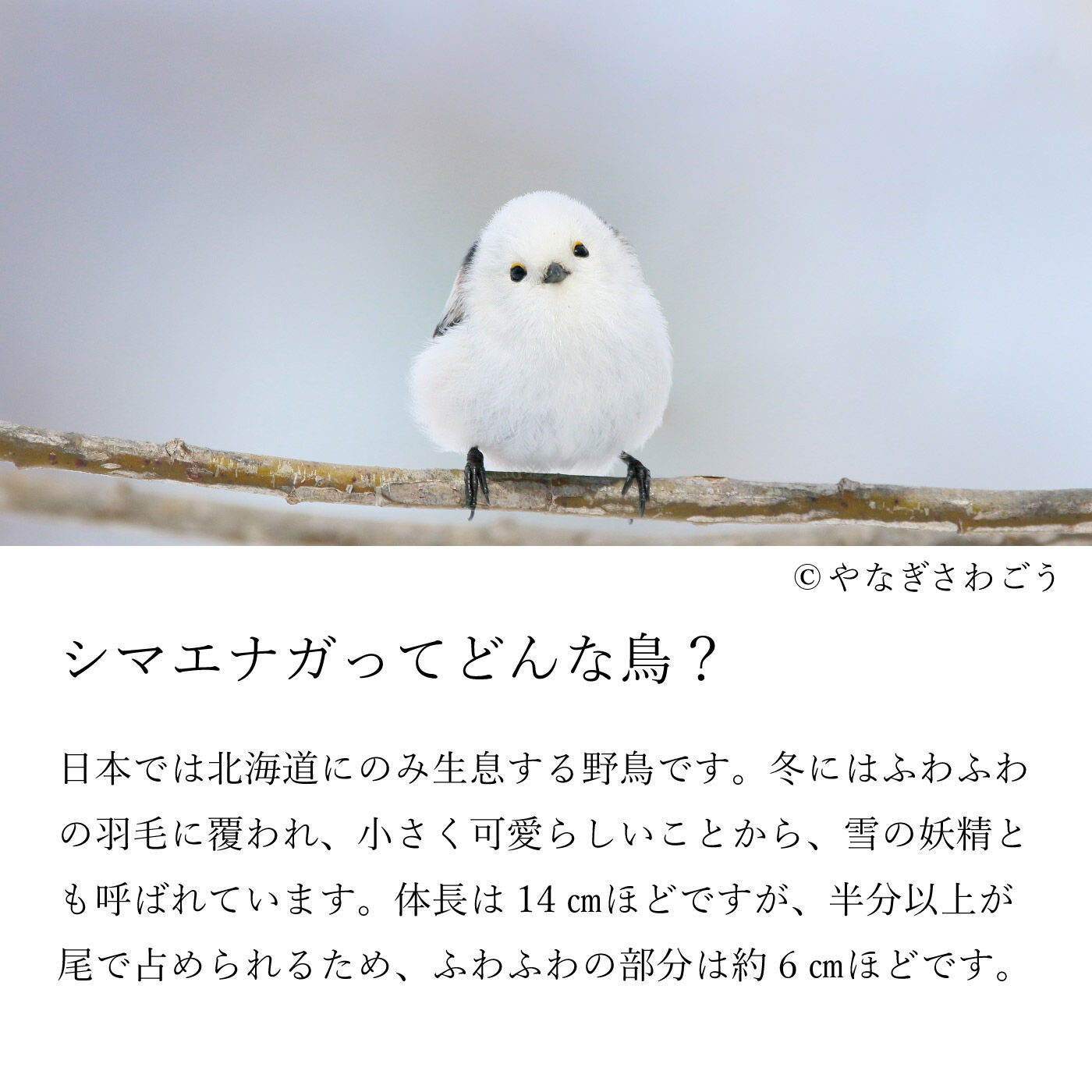 SeeMONO|ふわふわ寄り添う三兄弟 雪の妖精シマエナガのストームグラスの会