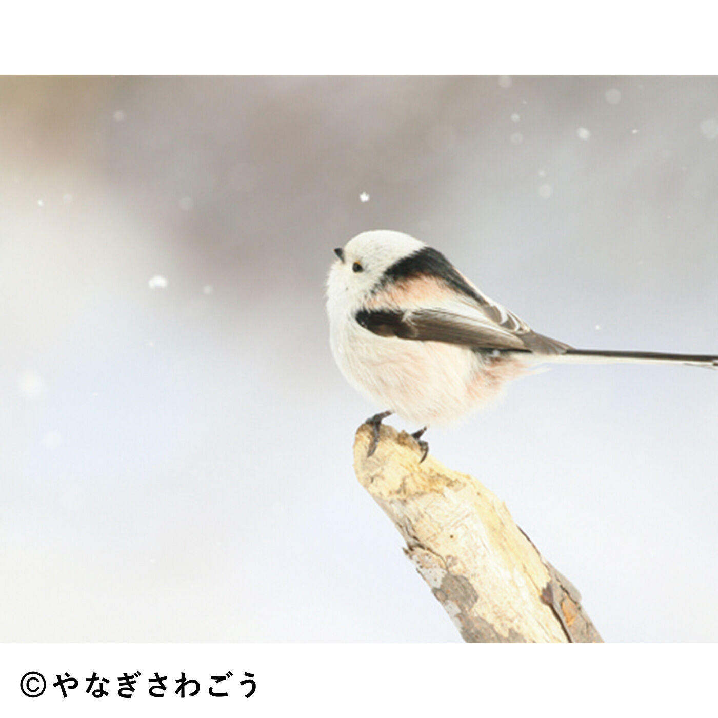 SeeMONO|ふわふわ寄り添う三兄弟 雪の妖精シマエナガのストームグラスの会