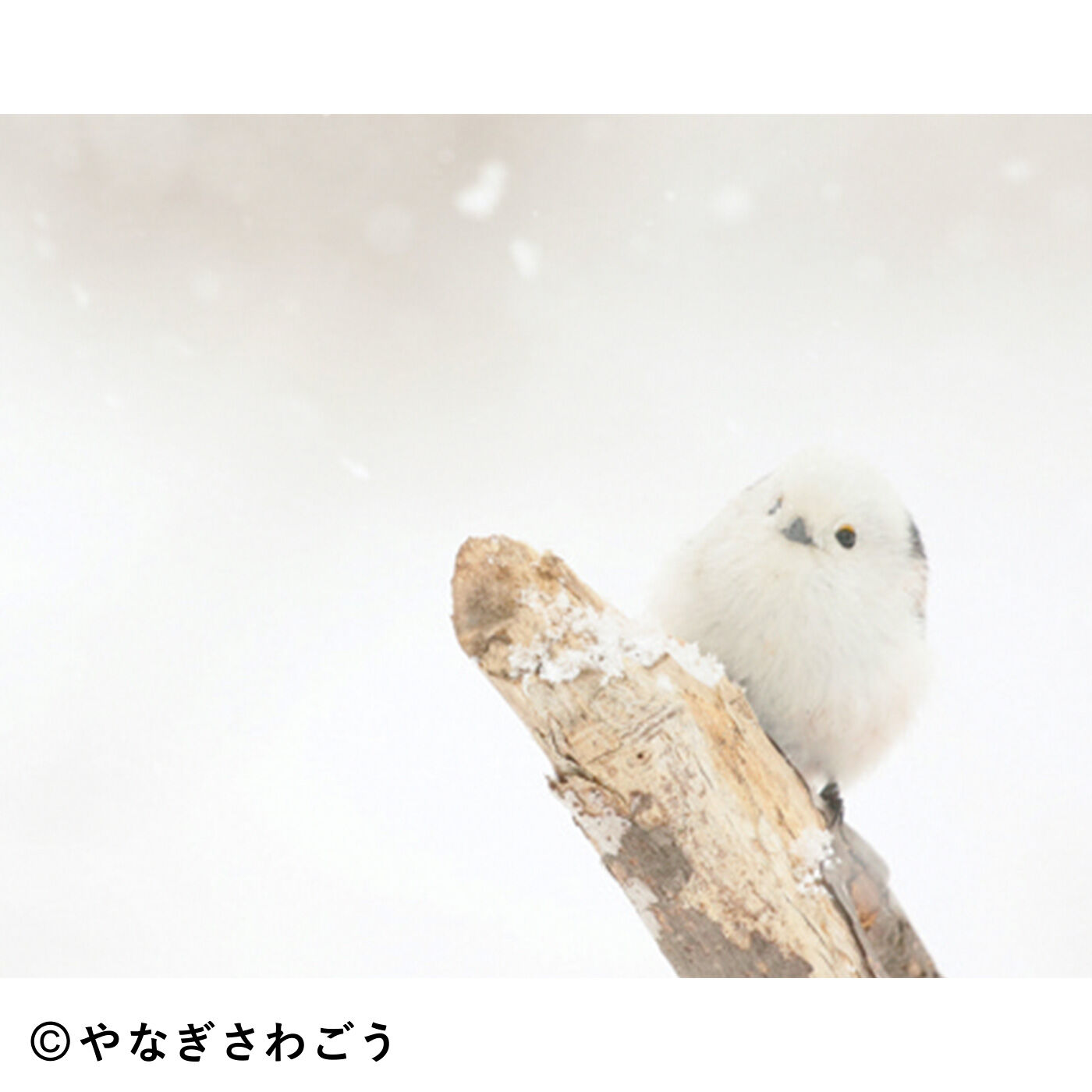 SeeMONO|ふわふわ寄り添う三兄弟 雪の妖精シマエナガのストームグラスの会