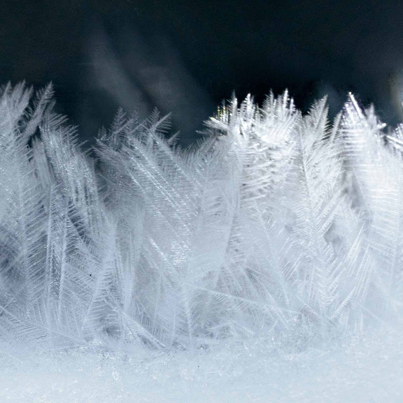 SeeMONO|【初回お試し】ふわふわ寄り添う三兄弟 雪の妖精シマエナガのストームグラスの会|ふわふわの羽毛のような結晶。日ごとの変化も楽しみに。