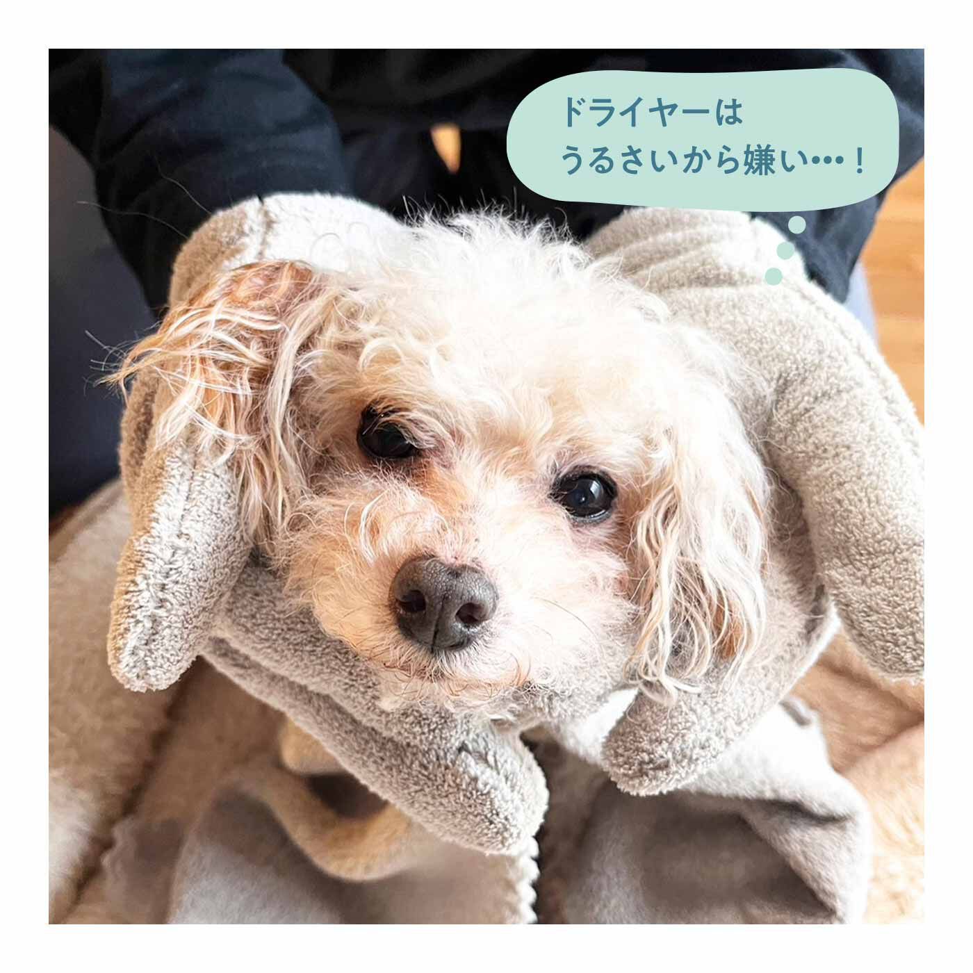 FELISSIMO PARTNERS|ドライヤーがにがてなわんこの救世主「いぬふき」