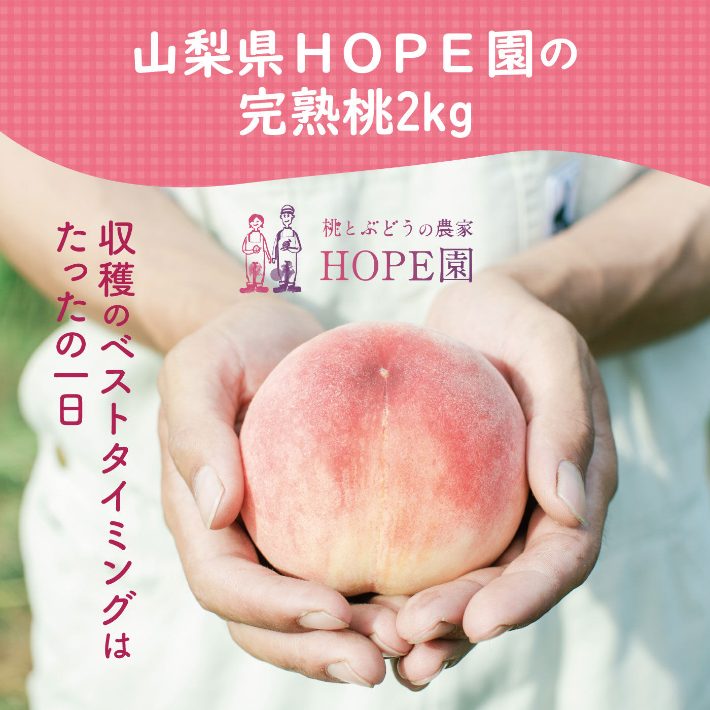 FP産地直送マルシェ|【予約限定・締切6月12日】ご家庭用 山梨県産樹上で完熟HOPE園の白鳳系桃　約2kg