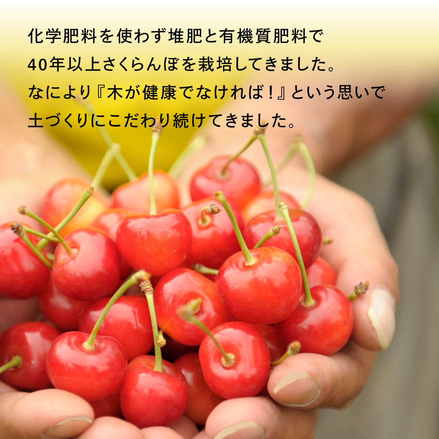 FP産地直送マルシェ|【予約限定・締切6月12日】さくらんぼ好きにはたまらない、北海道・大橋さくらんぼ園のさくらんぼチーズタルト