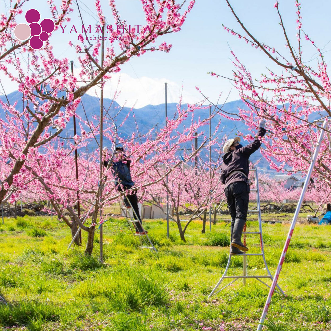 FP産地直送マルシェ|【予約限定・締切6月19日】桃の産地山梨からお届け　桃農家ヤマシタの桃（白鳳系）