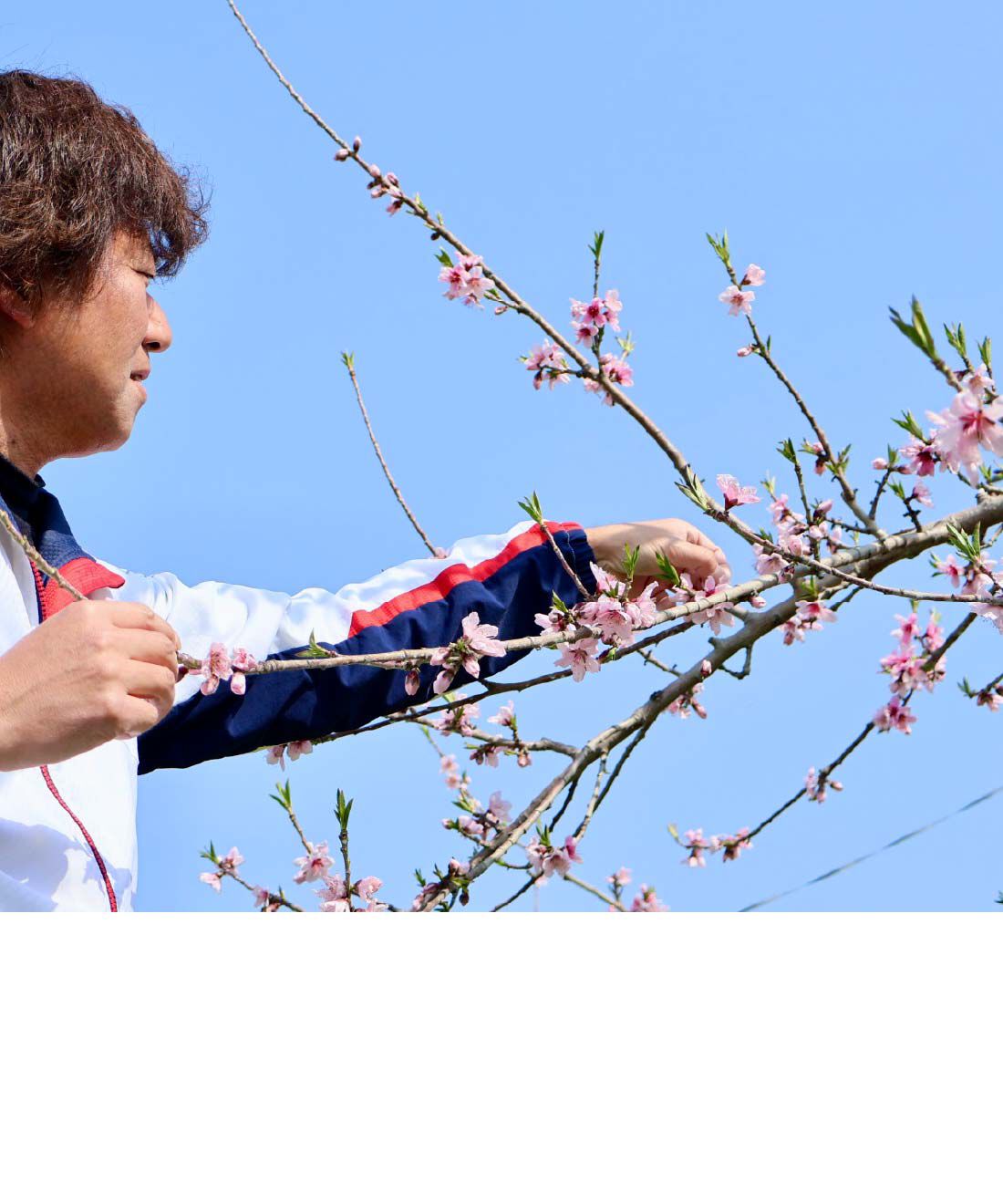 FP産地直送マルシェ|【予約限定・締切8月4日】至福のごほうび桃！福島県国見町産　桃源の極み〈川中島白桃〉3玉|桃の花の摘花作業。