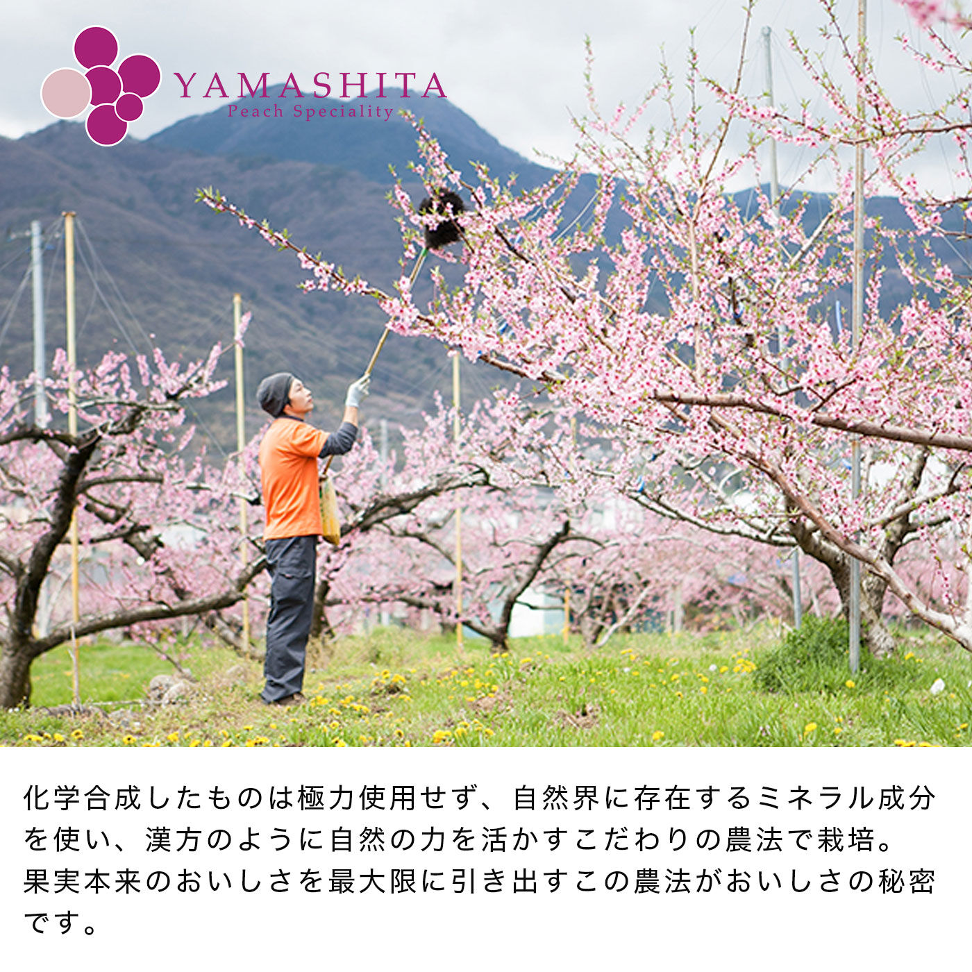 FP産地直送マルシェ|【予約限定・締切6月19日】桃の産地山梨からお届け　桃農家ヤマシタの桃（白鳳系）