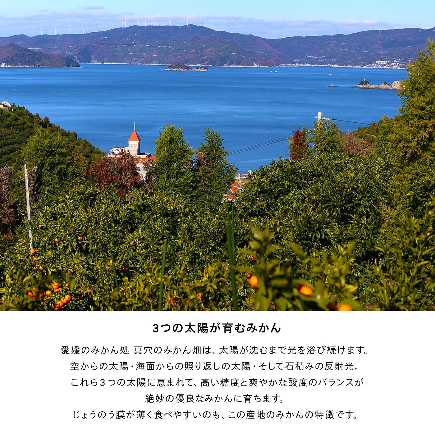 FP産地直送マルシェ|愛媛で１番！八寿みかんジュースとジュレのセット