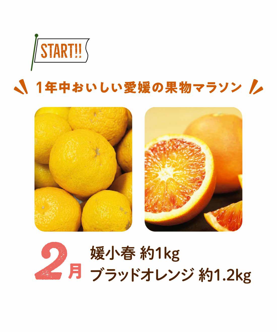 FP産地直送マルシェ|【締切2月2日】愛顔（えがお）PR特命副知事 みきゃん・こみきゃんの箱でお届け 愛媛の柑橘・果物を味わう12ヵ月コース|手でむいて食べられる媛小春は糖度高め。ブラッドオレンジは赤みがかった色がきれい。