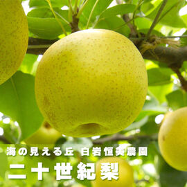 FP産地直送マルシェ | 【数量限定:100セット】白岩恒美農園 二十世紀梨 約1.7Kg
