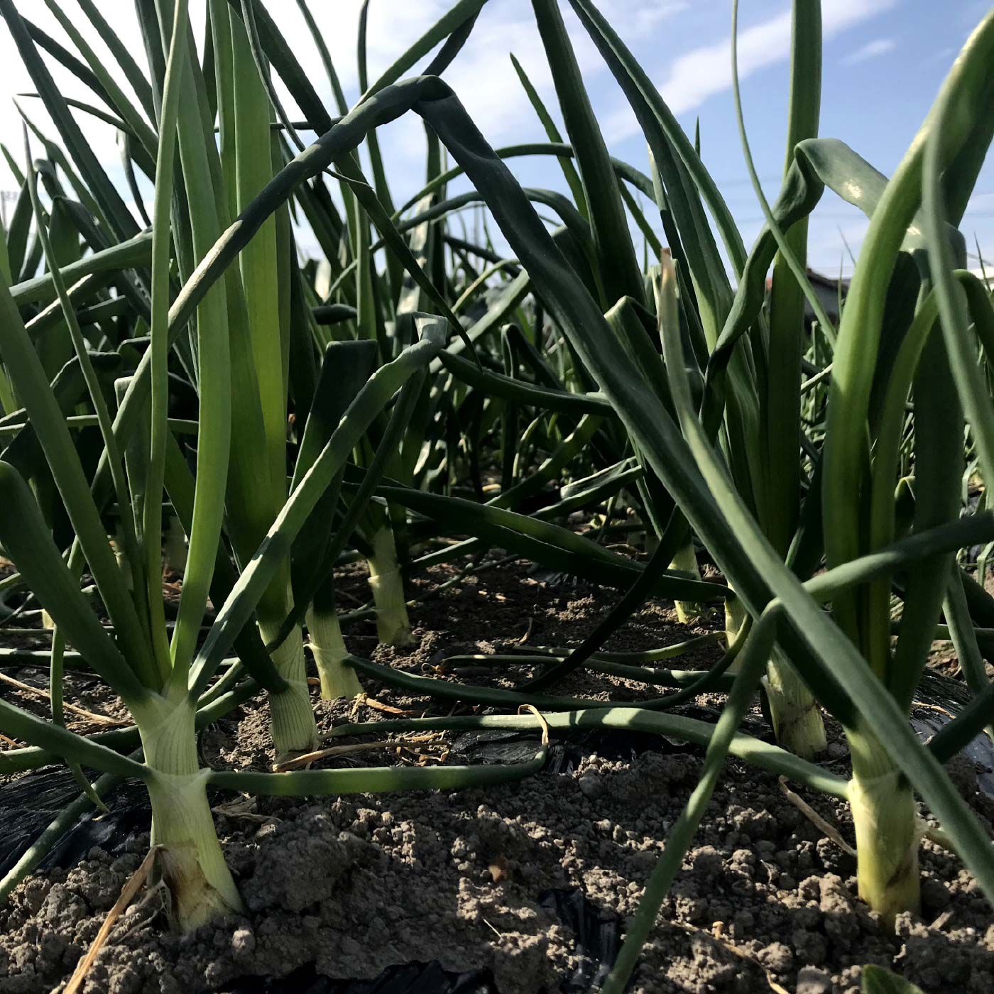 FP産地直送マルシェ|【予約限定・締切3月20日】淡路島  ケンちゃんファームの新玉ねぎ〈５キロ〉