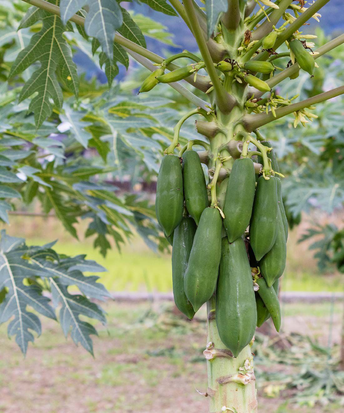 FP産地直送マルシェ|【締切10月30日】太陽の陽射しをいっぱい浴びた熊本県産青パパイヤ2.5kg FP産地直送マルシェ|【締切10月30日】太陽の陽射しをいっぱい浴びた熊本県産青パパイヤ2.5kg