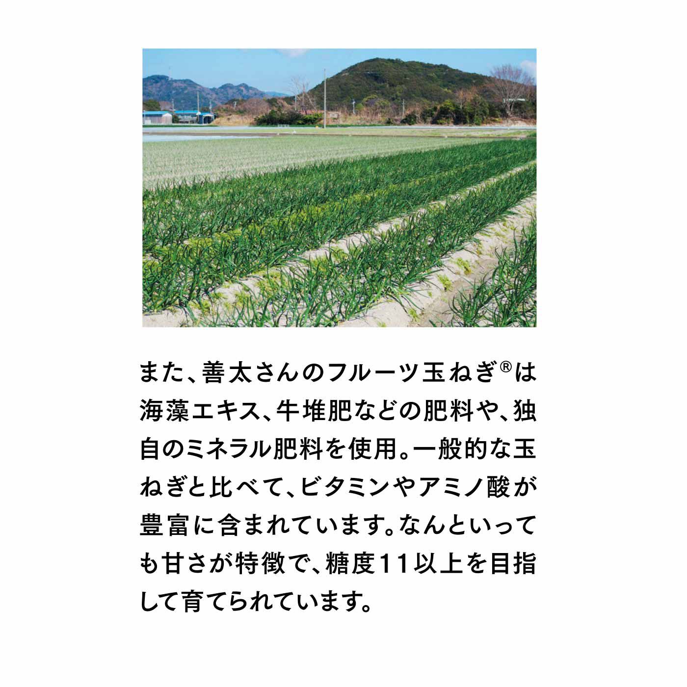 FP産地直送マルシェ|【予約限定・締切6月8日】365日玉ねぎ生活！ 甘くてジューシーな淡路島フルーツ玉ねぎ（R）を存分に楽しむセット（12ヵ月コース）