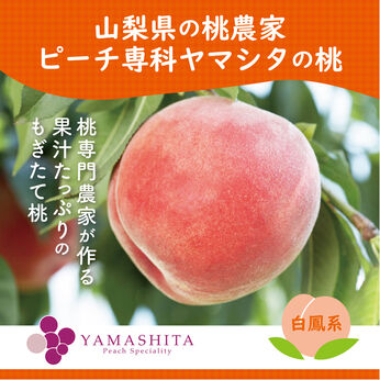 FP産地直送マルシェ | 山梨からお届け 桃農家 ヤマシタの桃（白鳳系） 約1.3kg