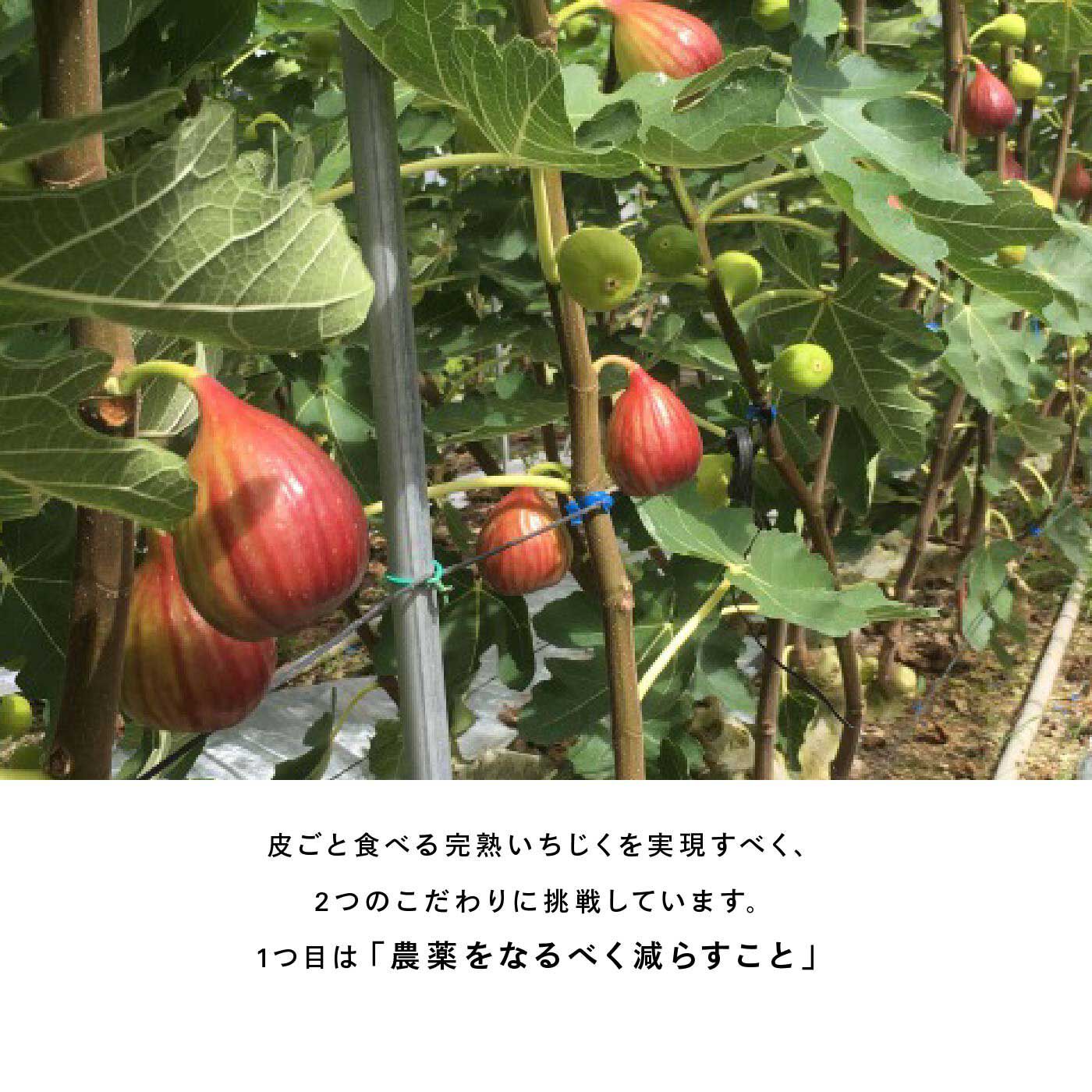 FP産地直送マルシェ|【数量限定100・締切8月7日】AOKI FARM ＆ DELI　樹上で完熟したいちじく