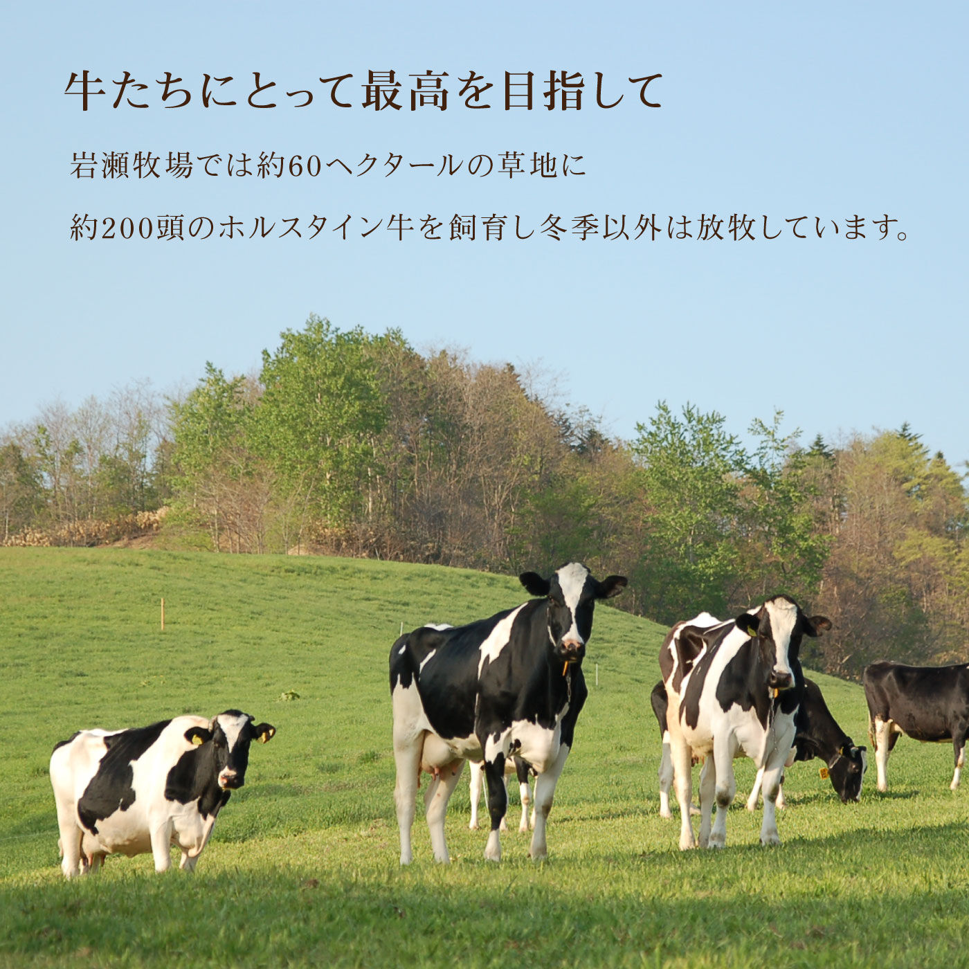 FP産地直送マルシェ|北海道岩瀬牧場　たっぷりクリームのレアチーズケーキ「牧場の淡雪」とクレームダンジュのセット