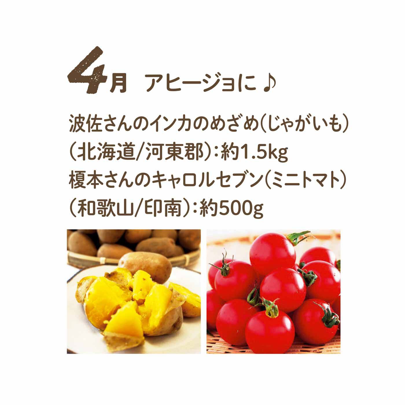 FP産地直送マルシェ|【予約限定・締切6月3日】野菜で彩る1年間！ 24種のごちそうフルーティー野菜12ヵ月コース|じゃがいもとミニトマトの使い勝手のいいセット。じっくり火を通して素材の味を引き出すならアヒージョが◎。
