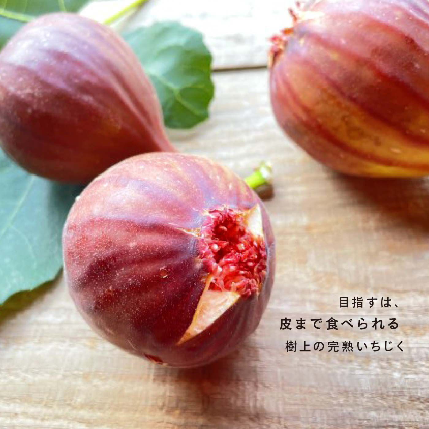 FP産地直送マルシェ|【数量限定100・締切8月7日】AOKI FARM ＆ DELI　樹上で完熟したいちじく