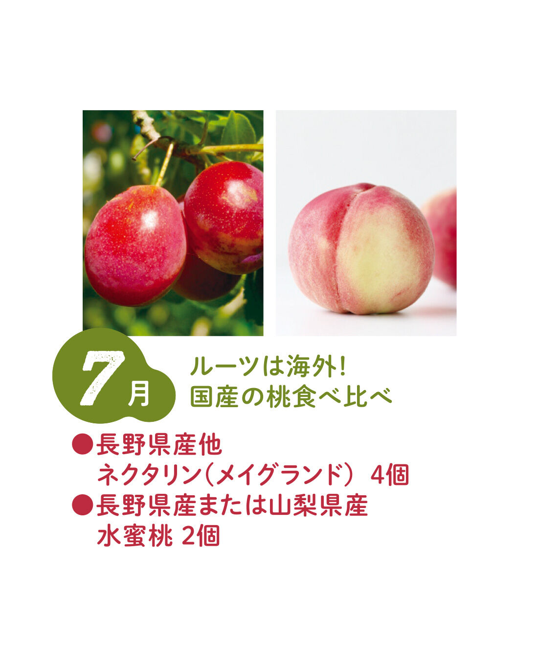 FP産地直送マルシェ|【予約限定・締切8月3日】ベストコンビをたっぷり食べ比べ！ 2種類の旬フルーツ12ヵ月コース|中国が起源の水蜜桃はみずみずしい果汁が特徴。アメリカ生まれのネクタリンは熟すと濃厚な味わいになります。（7月上旬〜中旬）
